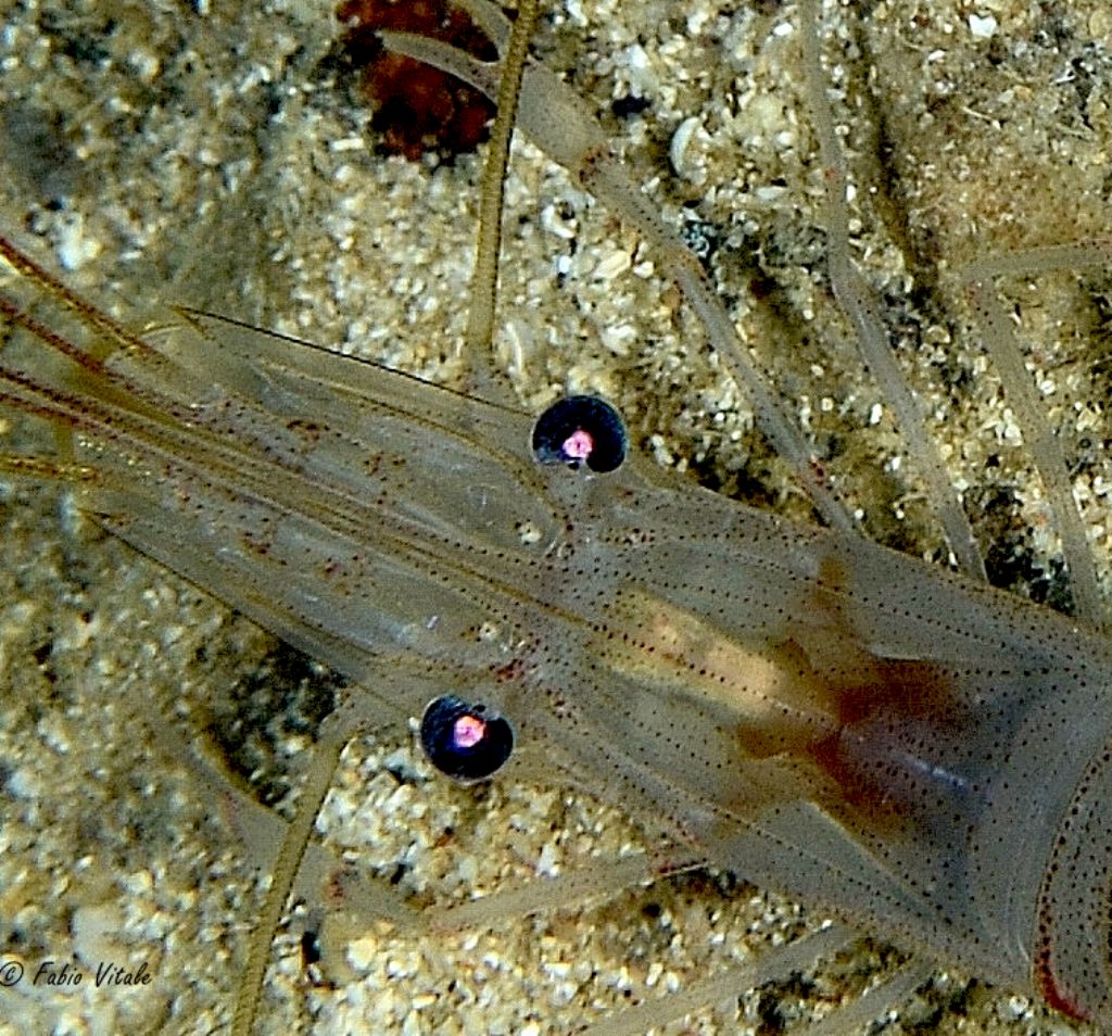 Palaemon serratus